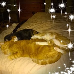 Meet your Posher, Jodi